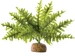 Exo Terra Boston Fern S