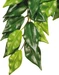 Exo Terra Jungle Plant Fikus M