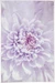 Kleine Wolke Badteppich Dahlia 60 x 90 cm, Lila