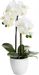 Botanic-Haus Phalaenopsis (Orchidee)