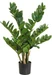 Botanic-Haus Zamiculcas