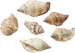 Hobby Fun Streudeko Muscheln 1 Natur