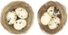Rico Design Osternest mit Eiern