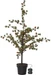 Star Trading Dekorativer Baum Buxbom