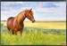Kolma Schreibunterlage Poster (Pferd) 50 x 34
