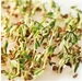 Gusta Garden Samen Microgreens Kresse HARRY HERBS
