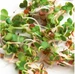 Gusta Garden Samen Microgreens Ruca-Salatrauke HARRY HERBS