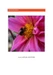Sommerliebe