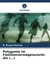 Polygamie im Familienvermögensrecht: die (...)