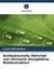 Antibakterielle Aktivität von Vernonia Amygdalina Blattextrakten