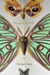 Werde ich ein Schmetterling sein
