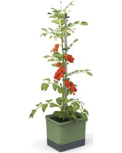 Gusta Garden Tom Tomato Image 1