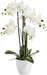 Botanic-Haus Phalaenopsis (Orchidee)