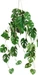 Botanic-Haus Philodendron