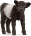 Schleich Galloway Kalb