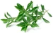 Click and Grow Saatgut Bergbohnenkraut, 3er-Pack