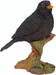 Arts Dekofigur Amsel 16 cm, Bewusste Eigenschaften: Keine