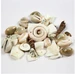 Creativ Company Strandmuschelnperlen