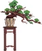 Rolife Immergrüne Kiefer Bonsai