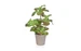 Botanic-Haus Kunstpflanze Sukkulente im Topf 47 cm, Produkttyp