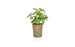 Botanic-Haus Kunstpflanze Basilikum im Topf 28 cm, Produkttyp