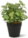 Botanic-Haus Kunstpflanze Hypoestes 18 cm, Produkttyp: Topfpflanze