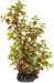 SuperFish Kunstpflanze Rotala, 25 cm