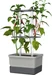 Gusta Garden Charly Chili