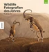 Wildlife Fotografien des Jahres Portfolio 33